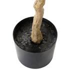 オリーブ 120 (OS04) 7枚目画像