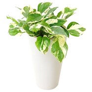 【観葉植物】ポトス「エンジョイ」　陶器鉢仕立
