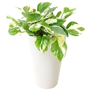 【観葉植物】ポトス「エンジョイ」 陶器鉢仕立