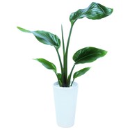 【観葉植物】ストレリチア「ニコライ」（オーガスタ）　陶器鉢仕立