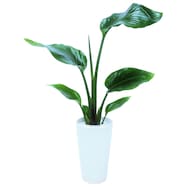 【観葉植物】ストレリチア「ニコライ」(オーガスタ) 陶器鉢仕立