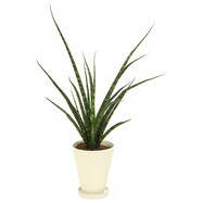 【観葉植物】サンセベリア「ファーンウッド」　陶器鉢仕立