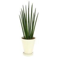 【観葉植物】サンセベリア「バキュラリス」　陶器鉢仕立