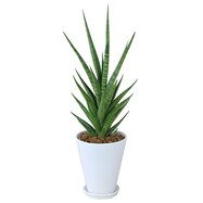 【観葉植物】サンセベリア「ビーエイト」　陶器鉢仕立