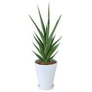 【観葉植物】サンセベリア「ビーエイト」 陶器鉢仕立