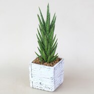 【観葉植物】サンセベリア「フランシシー」 木目調セメントポット仕立