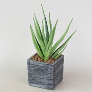 【観葉植物】サンセベリア「グラシリス」 木目調セメントポット仕立
