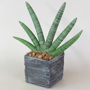 【観葉植物】サンセベリア「ボンセレンシス」 木目調セメントポット仕立