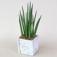 【観葉植物】サンセベリア「バキュラリス」 木目調セメントポット仕立
