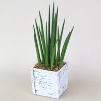 【観葉植物】サンセベリア「バキュラリス」 木目調セメントポット仕立