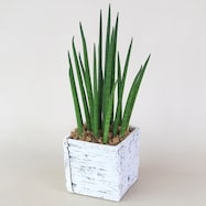 【観葉植物】サンセベリア「バキュラリス」 木目調セメントポット仕立