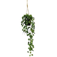 ハンキングポット PR (ペペロミア HW04)