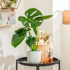 【観葉植物】モンステラ(5号 プラ鉢付き ストライプ ホワイト) 1枚目画像