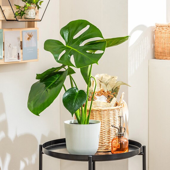 【観葉植物】モンステラ(5号 プラ鉢付き ストライプ ホワイト) 1枚目画像