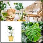 【観葉植物】モンステラ(5号 プラ鉢付き ストライプ ホワイト) 3枚目画像