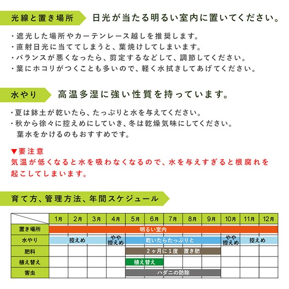 【観葉植物】モンステラ(5号 プラ鉢付き ストライプ ホワイト) 4枚目画像