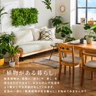 【観葉植物】モンステラ(5号 プラ鉢付き ストライプ ホワイト) 5枚目画像
