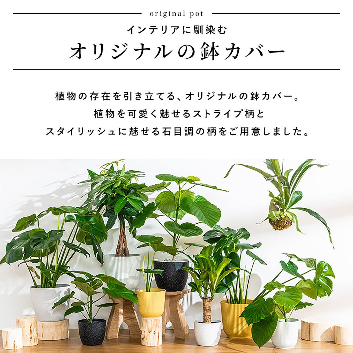 観葉植物】モンステラ(5号 プラ鉢付き ストライプ ホワイト) | ニトリ