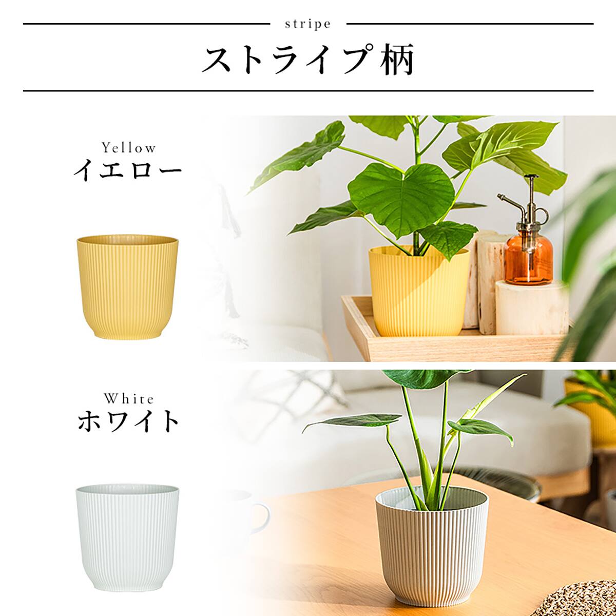 観葉植物】モンステラ(5号 プラ鉢付き ストライプ ホワイト) | ニトリ