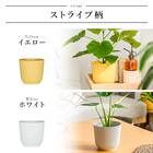 【観葉植物】モンステラ(5号 プラ鉢付き ストライプ ホワイト) 13枚目画像