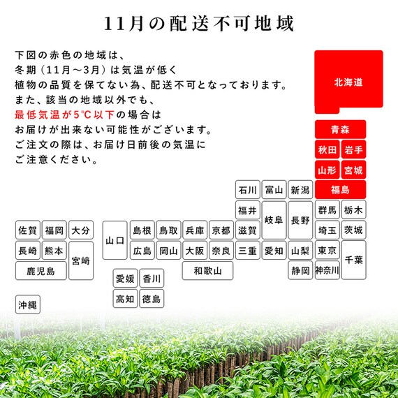 【観葉植物】モンステラ(5号 プラ鉢付き ストライプ ホワイト) 18枚目画像