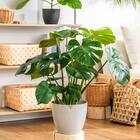 【観葉植物】モンステラ(5号 プラ鉢付き 石目調 ホワイト) 1枚目画像