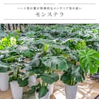 【観葉植物】モンステラ(5号 プラ鉢付き 石目調 ホワイト) 2枚目画像