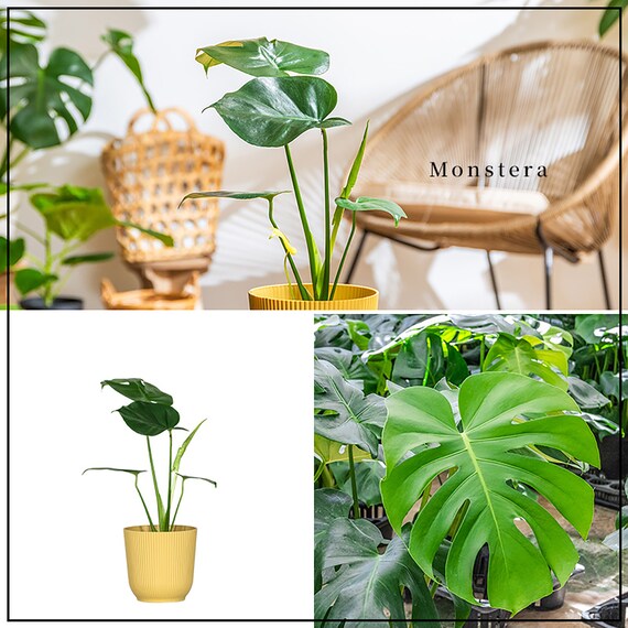 【観葉植物】モンステラ(5号 プラ鉢付き 石目調 ホワイト) 3枚目画像