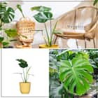 【観葉植物】モンステラ(5号 プラ鉢付き 石目調 ホワイト) 3枚目画像