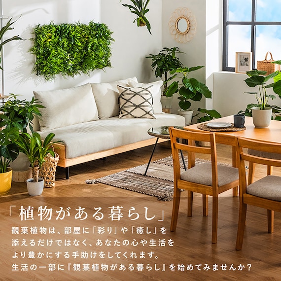 【観葉植物】モンステラ(5号 プラ鉢付き 石目調 ホワイト) 5枚目画像