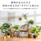 【観葉植物】モンステラ(5号 プラ鉢付き 石目調 ホワイト) 6枚目画像