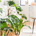 【観葉植物】モンステラ(5号 プラ鉢付き 石目調 ホワイト) 7枚目画像