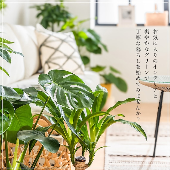 【観葉植物】モンステラ(5号 プラ鉢付き 石目調 ホワイト) 7枚目画像