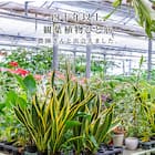 【観葉植物】モンステラ(5号 プラ鉢付き 石目調 ホワイト) 8枚目画像