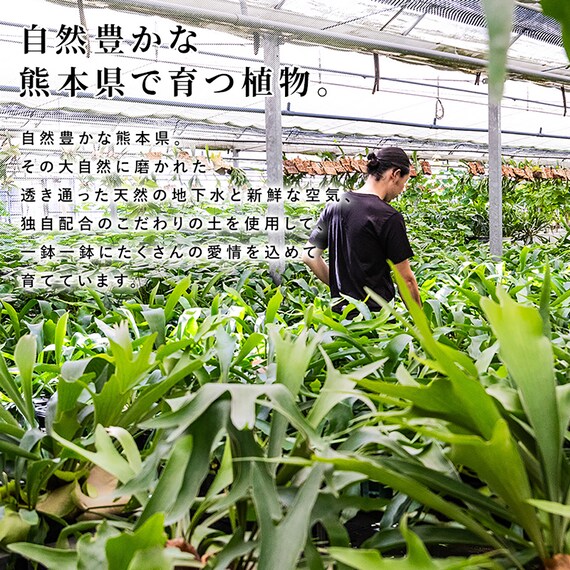 【観葉植物】モンステラ(5号 プラ鉢付き 石目調 ホワイト) 9枚目画像