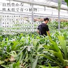 【観葉植物】モンステラ(5号 プラ鉢付き 石目調 ホワイト) 9枚目画像