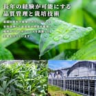 【観葉植物】モンステラ(5号 プラ鉢付き 石目調 ホワイト) 10枚目画像