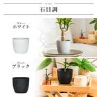 【観葉植物】モンステラ(5号 プラ鉢付き 石目調 ホワイト) 13枚目画像