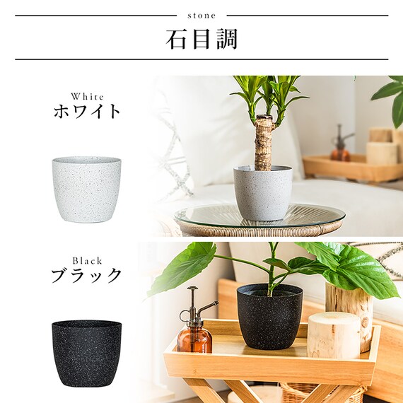 【観葉植物】モンステラ(5号 プラ鉢付き 石目調 ホワイト) 13枚目画像