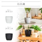 【観葉植物】モンステラ(5号 プラ鉢付き 石目調 ホワイト) 13枚目画像