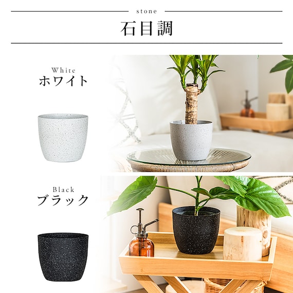 【観葉植物】モンステラ(5号 プラ鉢付き 石目調 ホワイト) 13枚目画像