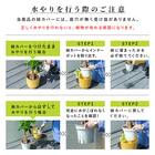 【観葉植物】モンステラ(5号 プラ鉢付き 石目調 ホワイト) 14枚目画像