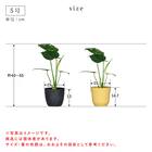 【観葉植物】モンステラ(5号 プラ鉢付き 石目調 ホワイト) 15枚目画像