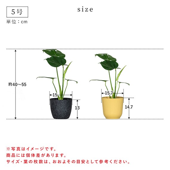 【観葉植物】モンステラ(5号 プラ鉢付き 石目調 ホワイト) 15枚目画像