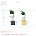 【観葉植物】モンステラ(5号 プラ鉢付き 石目調 ホワイト) 15枚目画像