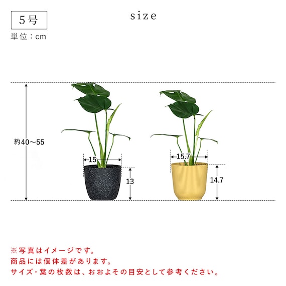 【観葉植物】モンステラ(5号 プラ鉢付き 石目調 ホワイト) 15枚目画像