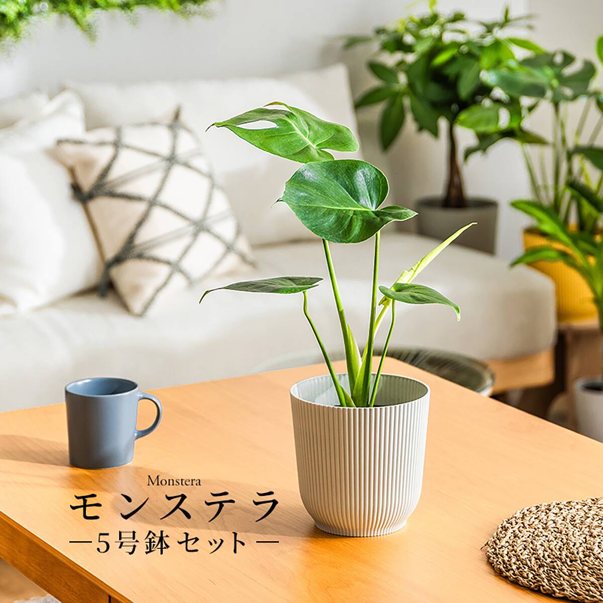 観葉植物】モンステラ(5号 プラ鉢付き 石目調 ホワイト) | ニトリ