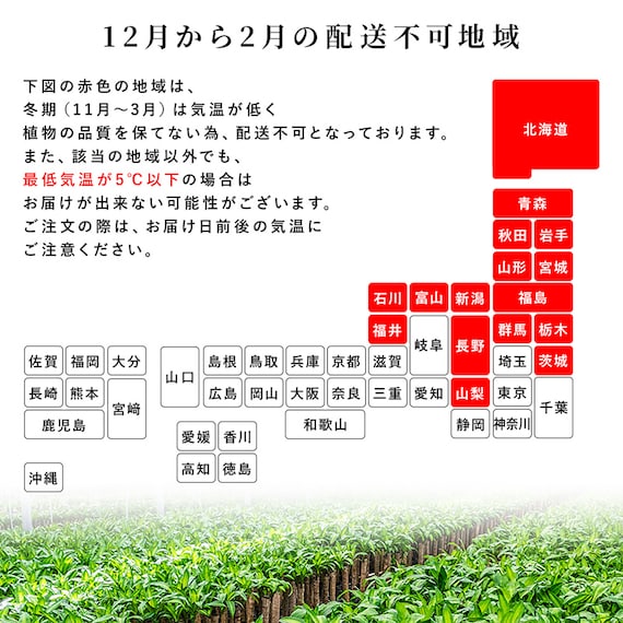 【観葉植物】モンステラ(5号 プラ鉢付き 石目調 ホワイト) 19枚目画像