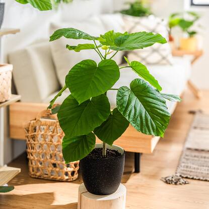 観葉植物通販 | ニトリネット【公式】 家具・インテリア通販