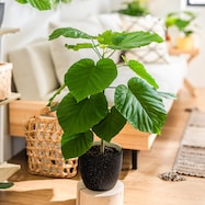 【観葉植物】ウンベラータ( プラ鉢付き 石目調 )